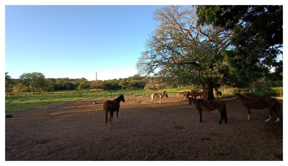 �rea - Venda - Jardim Florestan Fernandes - Ribeir�o Preto - SP